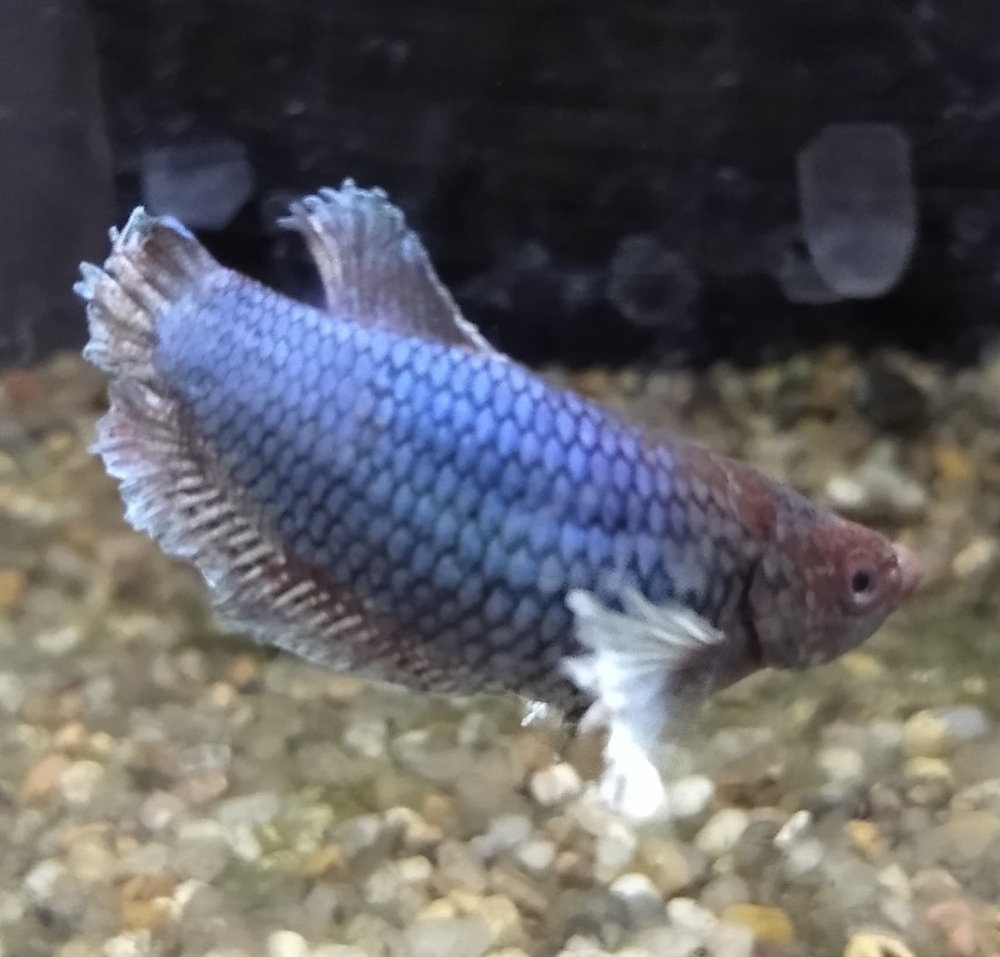 Betta splendens - kampfisk kortfinnet crowntail big ears