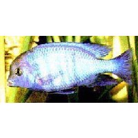 Malawiciklide Blå delfin