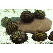 Snegl Zebra, Neritina paralella 