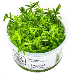 Rotala rotundifolia 'Green' 1-2-grow