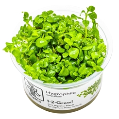 Hygrophila serpyllum 1-2-grow