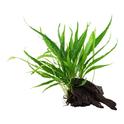 Microsorum pteropus på rod