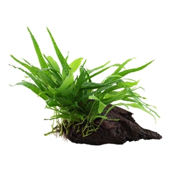 Microsorum pteropus 'Narrow' på rod