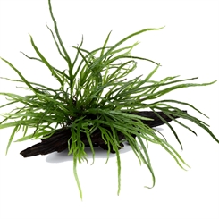 Microsorum pteropus 'Trident' på rod