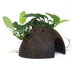 Anubias barteri var. nana på kokosnød