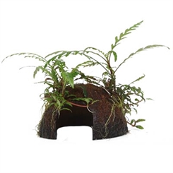Hygrophila pinnatifida på kokosnød