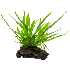Microsorum pteropus nano wood på rod