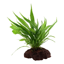 Microsorum pteropus på lavasten