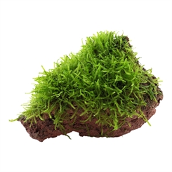 Taxiphyllum barbieri 'Bogor Moss' på lavasten