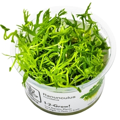 Ranunculus inundatus 1-2-grow