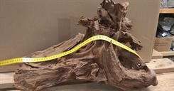 Trærod 50-65cm - Mangrove - Assorteret pluk