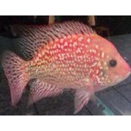 Cichlasoma sp. flowerhorn red Texas 15-20cm 