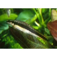 Sugemalle Crossocheilus Oblongus trådalgespiser