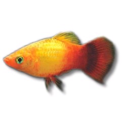 Platy Solskins 3-4cm 