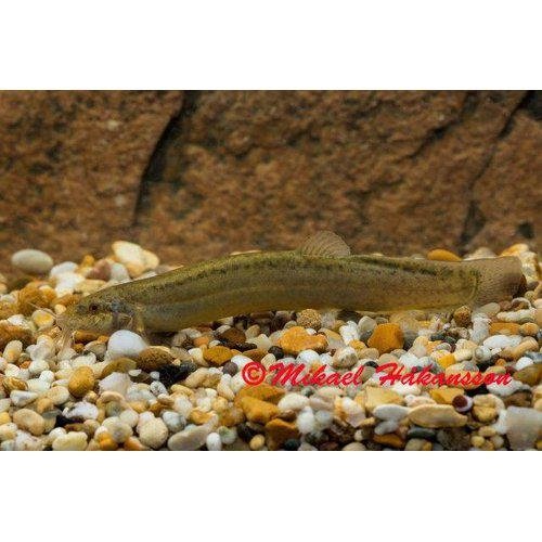 Ål Misgurnus anguilliacaudatus