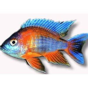 Aulonocara eureca 4-5cm