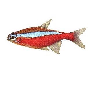 Tetra Rød Neon 2,3-2,7cm