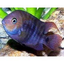 Cichlasoma Sajica