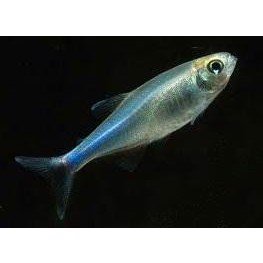 Cochu's Blå Tetra