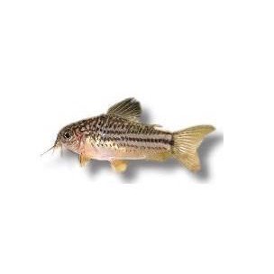 Pansermalle nanus