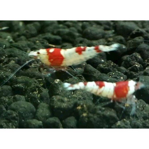 Reje CRS ,  Crystal red shrimp