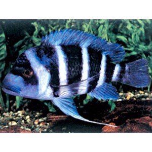 Cyphotilapia frontosa