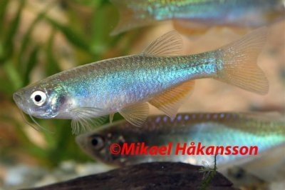 Danio Blå