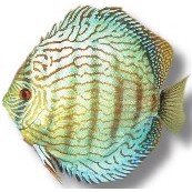 Discus blå Turkis 8-9 cm