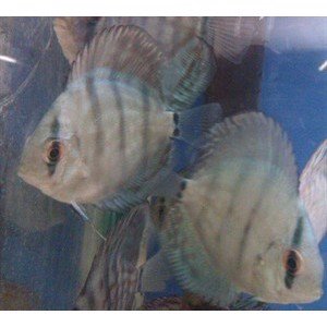 Discus Cobalt blue 4,5cm