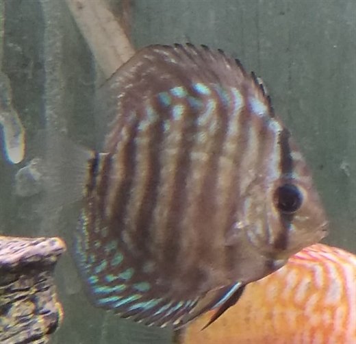 Discus rød Turkis 8-9 cm