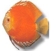 Discus Red Marlboro