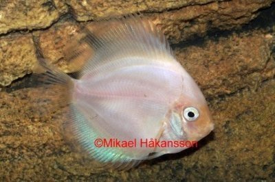 Discus white glass 6-7cm