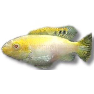 Dværgciklide Pelvicachromis albino Red 5cm kribensis