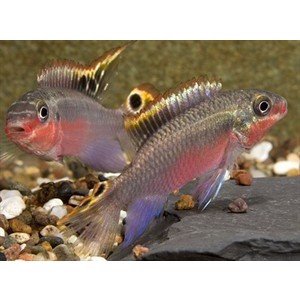 Dværgciklide, Pelvicachromis Super Red  kribensis