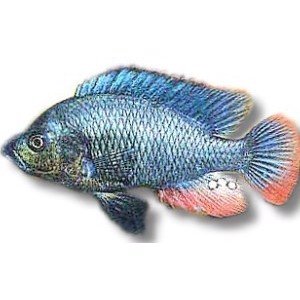 Dværgciklide, Victoriaciklide Astatotilapia nubila