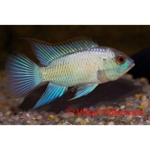 Electric blue acara - Andinoacara pulche