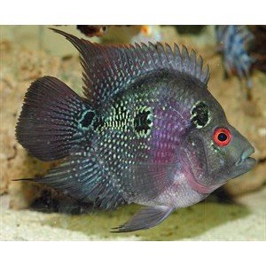 Flowerhorn 4-5cm