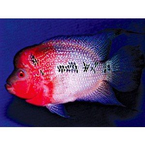 Flowerhorn Grade A 5cm
