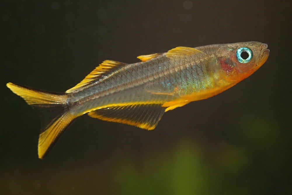 Han af gaffelhalet blåøje (Pseudomugil furcatus) i akvarie