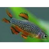Galaxy Rasboa
