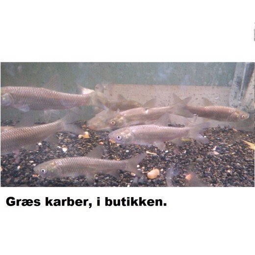 Græskarber 7-10cm