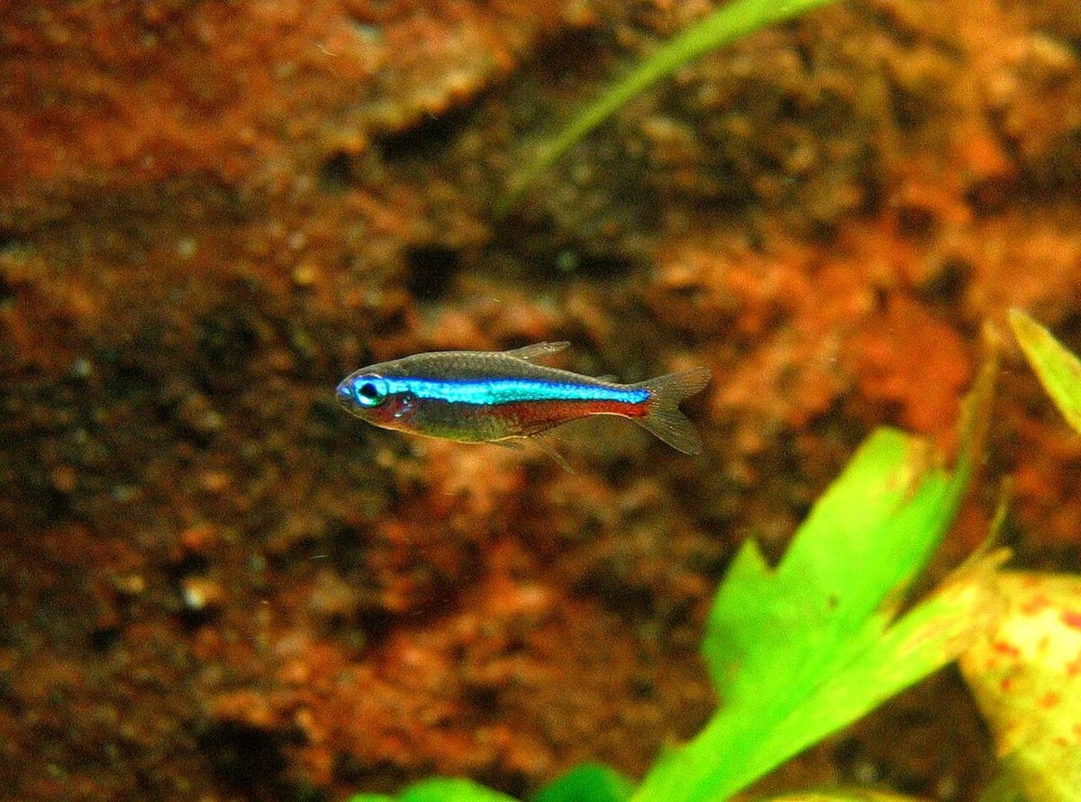 Grøn neon (Paracheirodon simulans) i akvarie