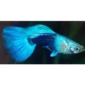Guppy blå neon