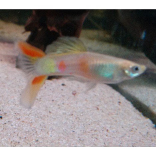 Guppy golden Kumara Sunray han