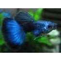 Guppy Han Blue Moscow