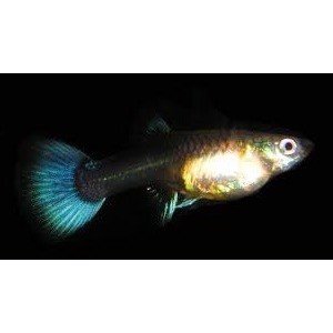 Guppy HUN Blue Moscow