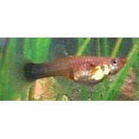 Guppy hun