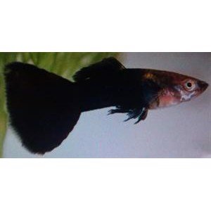 Guppy Sort , han