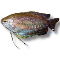 Gurami labiosa