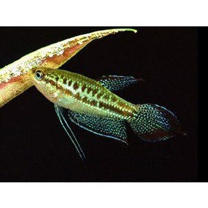Gurami pygmy sparkling 2cm